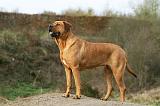 TOSA INU 453